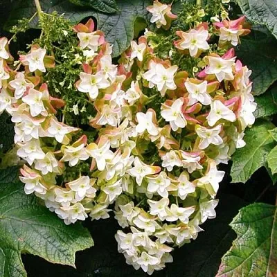 Гортензия БЛЭК ПОРШ дуболистная  Гортензия БЛЭК ПОРШ дуболистная в Москве