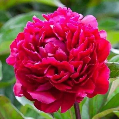 Пион МАДАМ ГОДИШО травянистый  Пион МАДАМ ГОДИШО травянистый в Москве