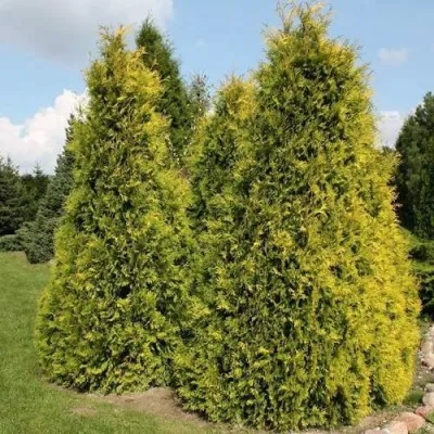 Туя АУРЕОСПИКАТА западная — описание сорта Туя АУРЕОСПИКАТА западная в Москве