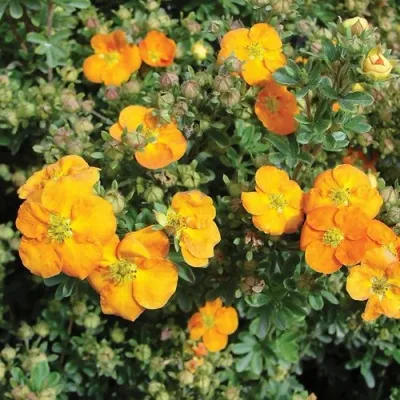 Лапчатка АННЕТ кустарниковая — описание сорта Лапчатка АННЕТ кустарниковая в Москве