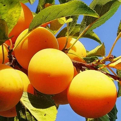 Желтая  в Москве