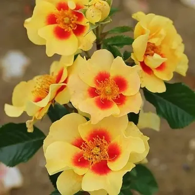 Саженцы роз АЙ ОФ ЗЕ ТАЙГЕР флорибунда — описание сорта Саженцы роз АЙ ОФ ЗЕ ТАЙГЕР флорибунда в Москве