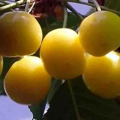 Черешня ЧЕРМАШНАЯ — описание сорта Черешня ЧЕРМАШНАЯ в Москве