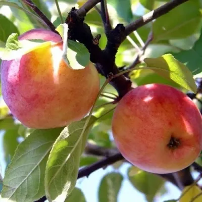 Яблоня АБРИКОСОВАЯ в Москве