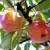 Яблоня АБРИКОСОВАЯ в Москве