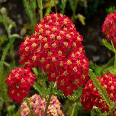 Тысячелистник ПАПРИКА обыкновенный в Москве