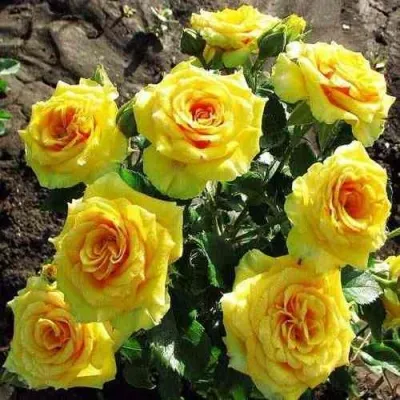 Саженцы роз САН СИТИ спрей — описание сорта Саженцы роз САН СИТИ спрей в Москве