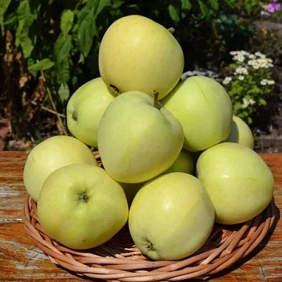Яблоня ПАПИРОВКА  Яблоня ПАПИРОВКА в Москве