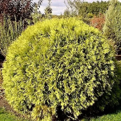 Туя ГЛОБОЗА АУРЕА западная в Москве