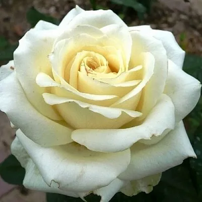 Саженцы роз ЭДВАНС чайно-гибридная в Москве