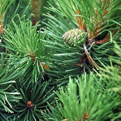 Сосна в Москве