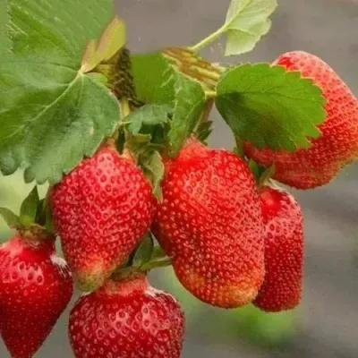 Клубника АЗИЯ — описание сорта Клубника АЗИЯ в Москве