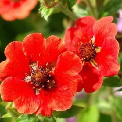 Лапчатка ГИБСОН СКАРЛЕТ травянистая в Москве