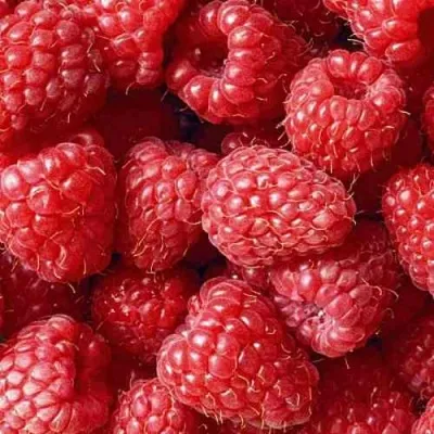 Малина РУДИ — описание сорта Малина РУДИ в Москве