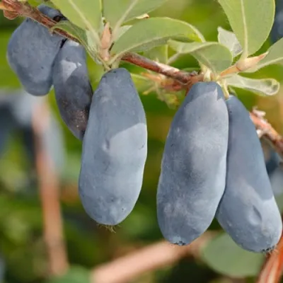 Жимолость съедобная СИНИЙ УТЕС — описание сорта Жимолость съедобная СИНИЙ УТЕС в Москве