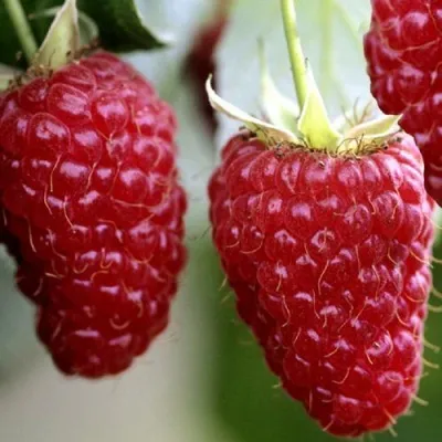 Малина ГИГАНТ РУБИНОВЫЙ — описание сорта Малина ГИГАНТ РУБИНОВЫЙ в Москве