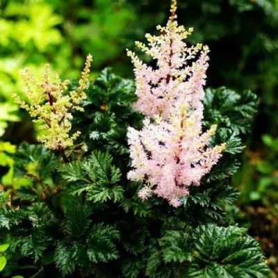 Астильба ЛИЛИПУТ курчавая — описание сорта Астильба ЛИЛИПУТ курчавая в Москве