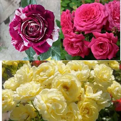 Комплект РОЗОВЫЙ АКЦЕНТ в Москве