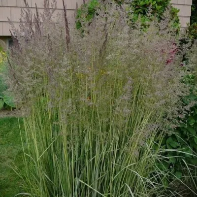 Вейник АВАЛАНШ остроцветковый — описание сорта Вейник АВАЛАНШ остроцветковый в Москве