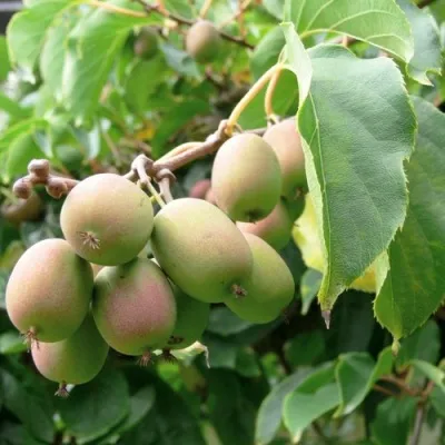 Актинидия ЛЮСИ аргута  в Москве