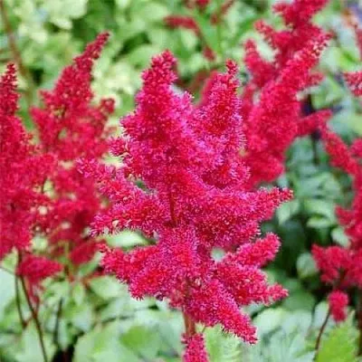 Астильба ЭТНА Арендса  Астильба ЭТНА Арендса в Москве