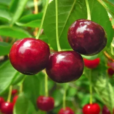 Вишня УЙФЕХЕРТОЙ ФЮРТОШ в Москве