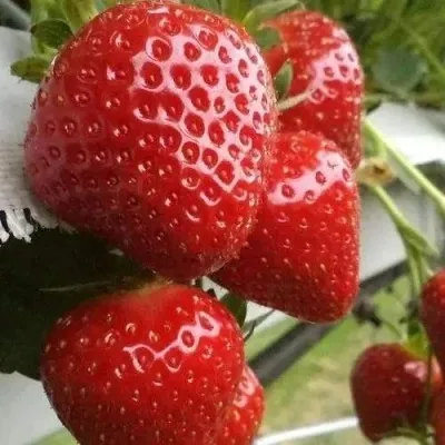 Клубника АРГЕНТЕРА — описание сорта Клубника АРГЕНТЕРА в Москве