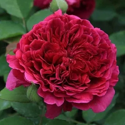 Саженцы роз ТЕСС ОФ ЗЕ ДЭРБЕРВИЛЛЬ английская  Саженцы роз ТЕСС ОФ ЗЕ ДЭРБЕРВИЛЛЬ английская в Москве