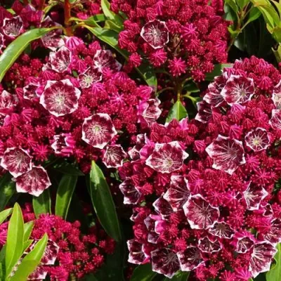 Кальмия КАЛЕЙДОСКОП — описание сорта Кальмия КАЛЕЙДОСКОП в Москве