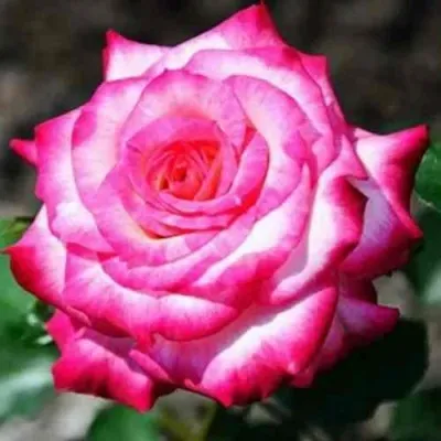 Саженцы роз АРИФА флорибунда — описание сорта Саженцы роз АРИФА флорибунда в Москве