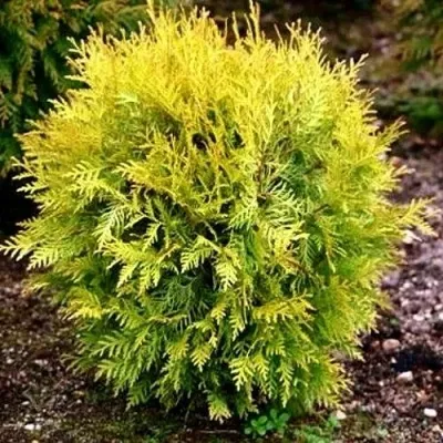 Туя ГЛОБОЗА АУРЕА западная в Москве