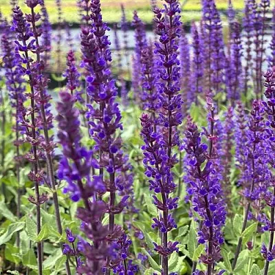 саженцы шалфея саженцы шалфея