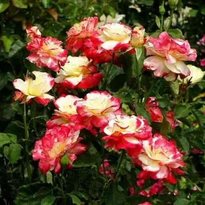 Саженцы роз ДАБЛ ДЕЛАЙТ чайно-гибридная в Москве