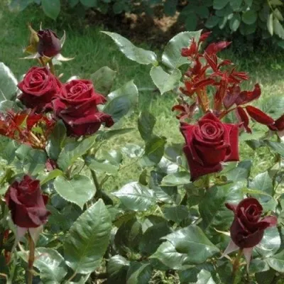 Саженцы роз БЛЭК БАККАРА чайно-гибридная в Москве