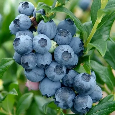 Голубика ХАРДИБЛЮ — описание сорта Голубика ХАРДИБЛЮ в Москве