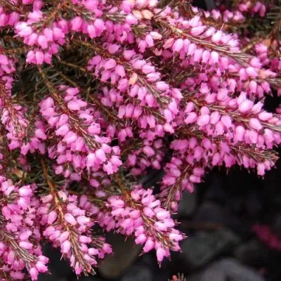 Эрика СТИНКЕ дарленская — описание сорта Эрика СТИНКЕ дарленская в Москве