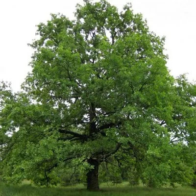 Дуб черешчатый  — описание сорта Дуб черешчатый  в Москве