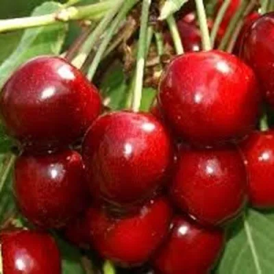 Черешня МИНЧАНКА — описание сорта Черешня МИНЧАНКА в Москве