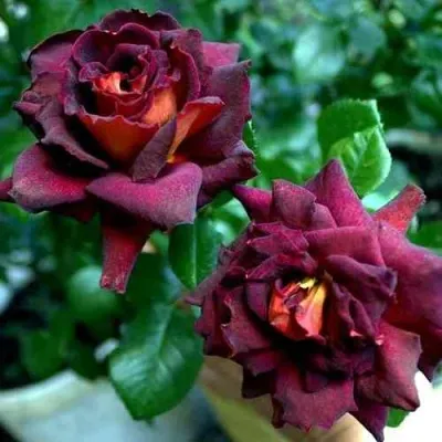 Саженцы роз ЭДДИ МИТЧЕЛЛ чайно-гибридная — описание сорта Саженцы роз ЭДДИ МИТЧЕЛЛ чайно-гибридная в Москве