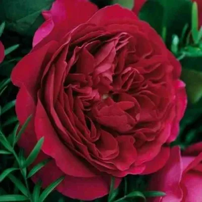 Саженцы роз КЕЙТ английская в Москве