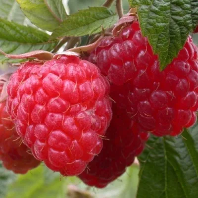 Малина ПИНГВИН — описание сорта Малина ПИНГВИН в Москве