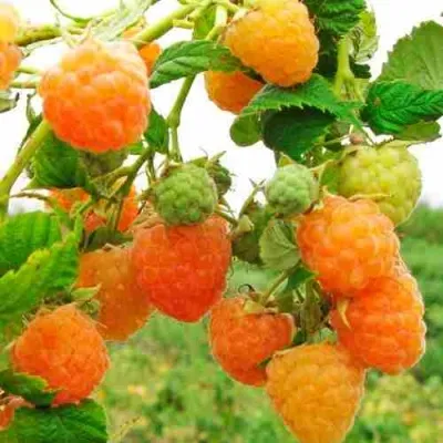 Малина ЗОЛОТЫЕ КУПОЛА в Москве