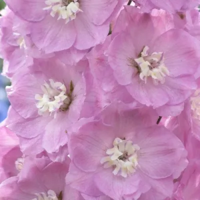 Дельфиниум ПЕТТИКОУТ гибридный — описание сорта Дельфиниум ПЕТТИКОУТ гибридный в Москве