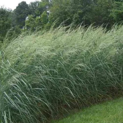 Просо ДЕВЕЙ БЛЮ — описание сорта Просо ДЕВЕЙ БЛЮ в Москве