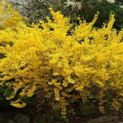 Форзиция ГОЛДЗАУБЕР средняя — описание сорта Форзиция ГОЛДЗАУБЕР средняя в Москве