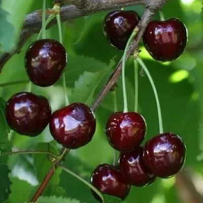 Черешня НАРОДНАЯ в Москве