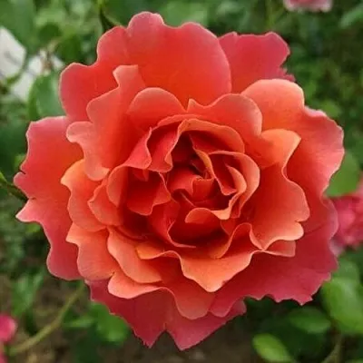 Саженцы роз ЖАН КОКТО флорибунда — описание сорта Саженцы роз ЖАН КОКТО флорибунда в Москве