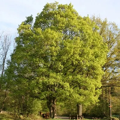 Клен полевой  Клен полевой в Москве