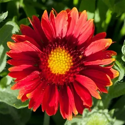 Гайлардия АРИЗОНА РЕД ШЕЙДС  Гайлардия АРИЗОНА РЕД ШЕЙДС в Москве