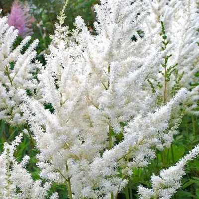 Астильба ДИАМАНТ Арендса в Москве